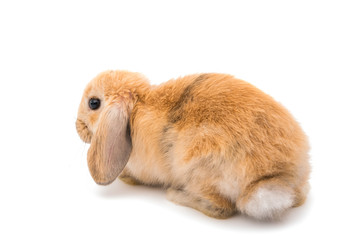 Sticker - Rabbit Ram breed, red color