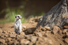 Watchful Meerkat Standing Guard