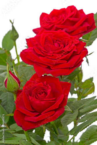 Naklejka na szafę Three red roses in a row