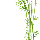 Fototapeta Sypialnia - Green bamboo on white background, vector illustration