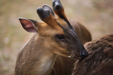 Wall Mural - Chinese muntjac (Muntiacus reevesi), also known as the Reeves's