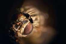 Stacked Photography Of Fly, Detail Of Eyes