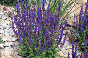 Salvia, nemorosa, Blauhuegel, Steppensalbei,