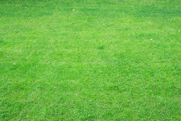 Wall Mural - green grass