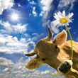 Kuh mit Blume :)