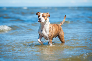 Wall Mural - American staffordshire terrier dog standing in the water