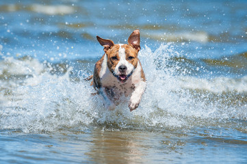 Wall Mural - Happy american staffordshire terrier dog running in the water among the waves of the sea