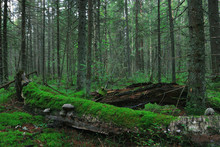 Summer Dense Forest Landscape