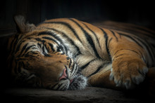 Bengal Tiger Sleeping