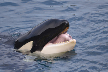 head of killer whale