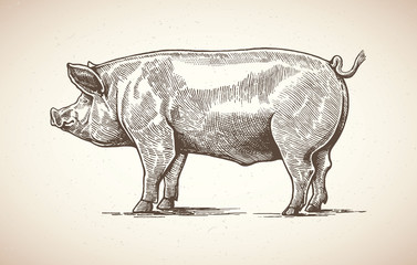 pig in graphic style. drawing by hand.