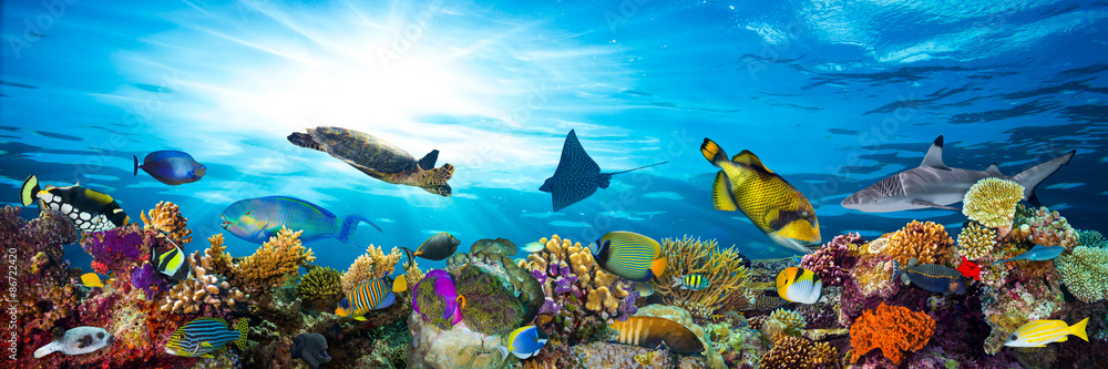 underwater sea life coral reef panorama with many fishes and marine animals - obrazy, fototapety, plakaty 