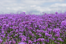 Purple Verbena Field  In Soft Fogus