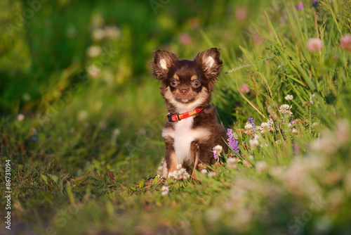 Chocolate Tan Chihuahua Puppy Outdoors In Summer Buy This Stock Photo And Explore Similar Images At Adobe Stock Adobe Stock