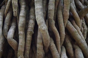 Poster - roots,tree,forest,root,garden,green,wall,background,nature,ground,big,plant,old,wood