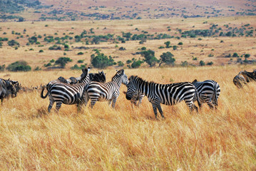 Wall Mural - african wildlife
