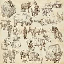 Cows And Cattle - Pack Of Animals. Hand Drawings.