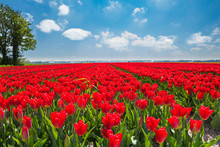 Beautiful Red Tulips During Sunny Day, Netherlands