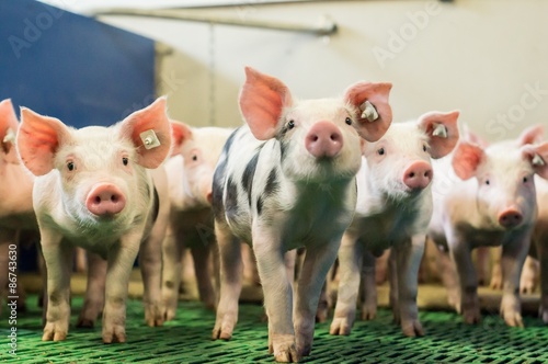 Fotografie, Obraz Neugierig blickende Ferkel in einem modernen Aufzuchtstall