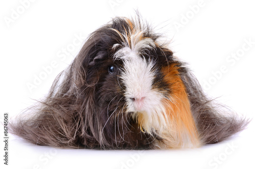 Long Hair Guinea Pig Buy This Stock Photo And Explore Similar
