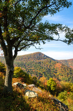 Tree And Overlook At Blue Ridge Mountains