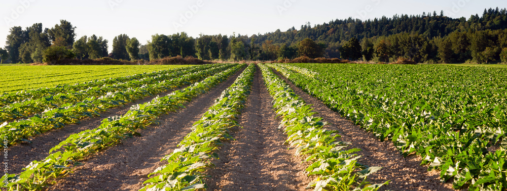 Planted Rows Herb Farm Agricultural Field Plant Crop - obrazy, fototapety, plakaty 
