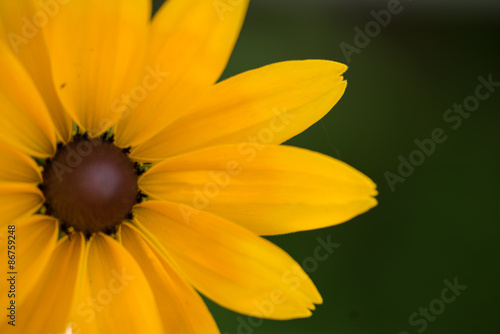 Fotografering Bright yellow rudbeckia or Black Eyed Susan flowers
