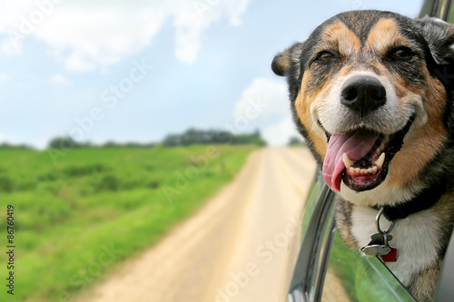 German Shepherd Dog Sticking Head Out Driving Car Window Poster