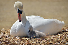 Adult Swan With Cygnet On Nest, Abbotsbury, Dorset