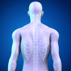 human skeleton