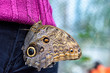 Owl Butterfly (Caligo eurilochus, Bananenfalter) sitting on the purple sweater of a woman