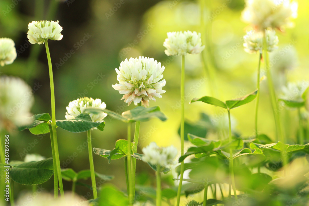 シロツメクサ 白詰草 White clover field Stock Photo | Adobe Stock
