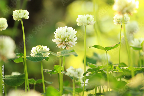 シロツメクサ 白詰草 White Clover Field Stock Photo Adobe Stock