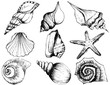 Hand drawn collection of various seashell illustrations isolated on white background
