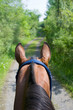 View from Horseback – Looking down the trail, from the rider's perspective.