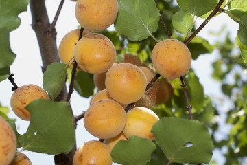 typical ligurian apricots