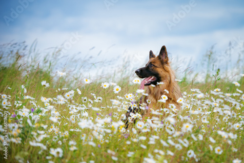 Fotomural german shepherd dog portrait outdoors