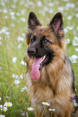 Long Haired German Shepherd Dog Portrait Buy This Stock Photo