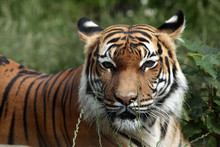 Malayan Tiger (Panthera Tigris Jacksoni).