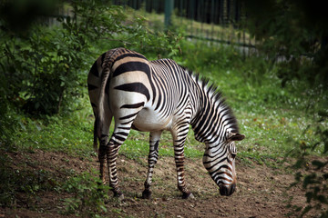 Canvas Print - Hartmann's mountain zebra (Equus zebra hartmannae).