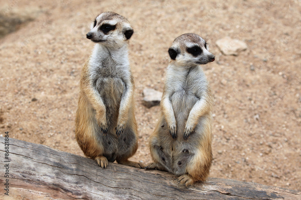 Meerkat (Suricata suricatta), also known as the suricate. Stock Photo ...
