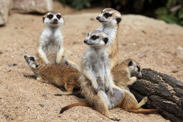 Poster - Meerkat (Suricata suricatta), also known as the suricate.