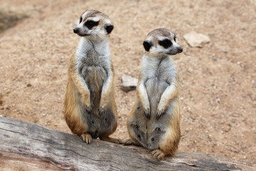 Poster - Meerkat (Suricata suricatta), also known as the suricate.