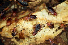 Turkestan Cockroach (Blatta Lateralis), Also Known As The Rusty