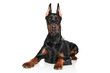 Young Doberman lying on white background