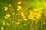 Fototapeta Kwiaty - Summer background with yellow wildflowers