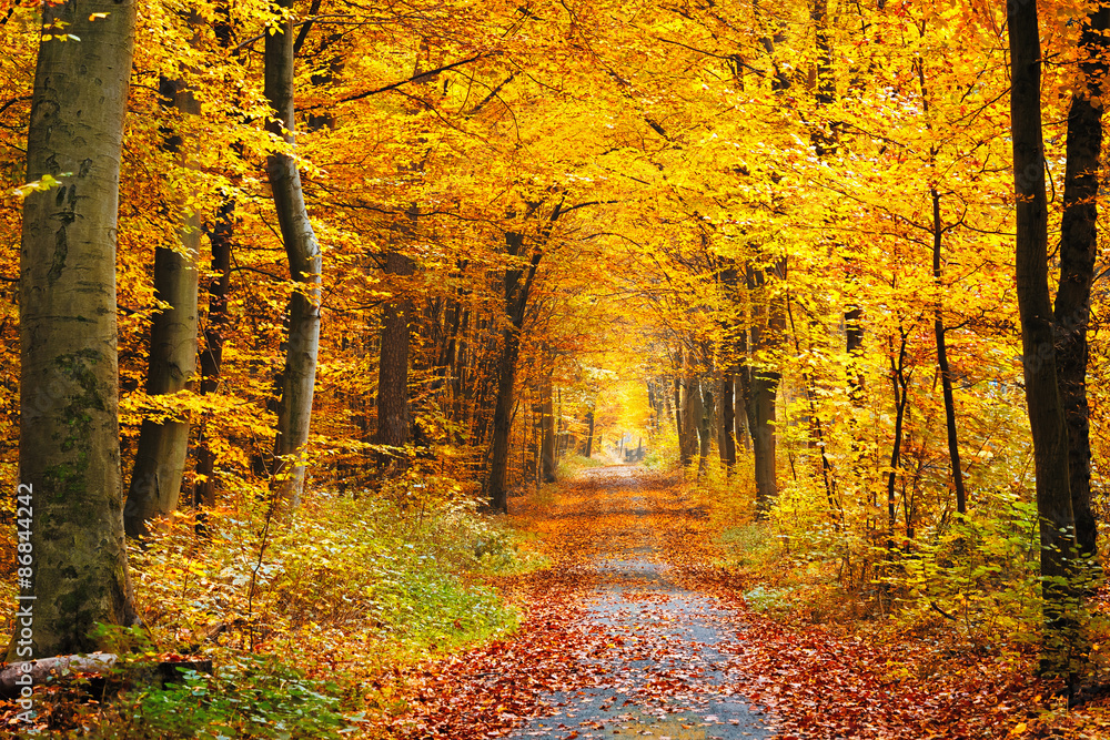 Foto-Schiebegardine ohne Schienensystem - Autumn forest