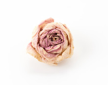Dry Pink And White Rose