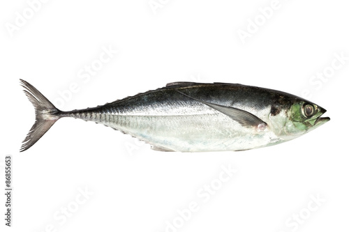 Fotografija torpedo scad (Finny scad, Finletted mackerel scad) isolated on