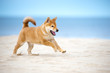 happy red shiba inu puppy running on the beach